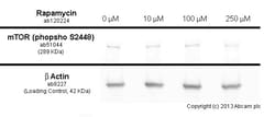 Abcam&nbsp;Rapamycin, mTORC1 comple x  inhibitor, 5MG