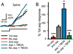 Abcam&nbsp;(R)-CPP, NMDA antagonist, 10MG