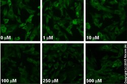 Abcam&nbsp;NBQ x  disodium salt, AMPA / kainate antagonist, 50MG