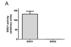Abcam&nbsp;ENO1 Assay Kit (alpha Enolase, Human)