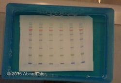 Abcam Prestained Protein Ladder - Mid-range molecular weight (10 - 180 kDa), 500UL