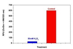 Abcam&nbsp;Proteasome 20S Activity Assay Kit (Fluorometric)