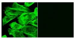 Abcam&nbsp;F actin Staining Kit   Green Fluorescence   Cytopainter
