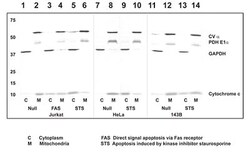 Abcam&nbsp;Cytochrome c Apoptosis WB Antibody Cocktail