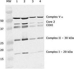 Abcam Mitochondria Isolation Kit for Tissue (with Dounce Homogenizer), 1KIT