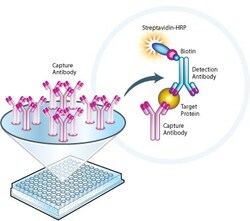 Abcam Complex IV Human Specific Activity Microplate Assay Kit