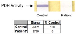 Abcam Pyruvate dehydrogenase (PDH) Enzyme Activity Dipstick Assay Kit, 30TEST