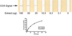 Abcam&nbsp;Complex IV Human Enzyme Activity Dipstick Assay Kit, 30TEST