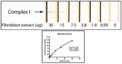 Abcam Complex I Enzyme Activity Dipstick Assay Kit, 48TEST