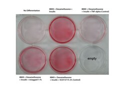 Abcam Recombinant mouse Jagged1 protein (Fc Chimera Active), 50UG