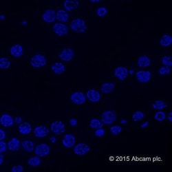 Abcam&nbsp;Mounting Medium With DAPI - Aqueous, Fluoroshield, 100ML