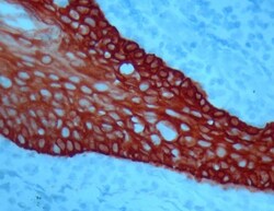 Abcam&nbsp;AEC Single/Plus (30ml), 30ML