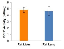 Abcam&nbsp;Butyrylcholinesterase Assay Kit