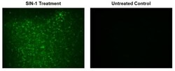 Abcam&nbsp;Peroxynitrite Assay Kit (Cell based)