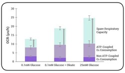 Abcam&nbsp;Mitochondrial Stress Test Complete Assay Kit