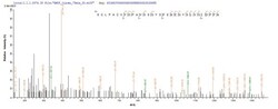 Abcam Recombinant Influenza A Influenza A Virus Nucleoprotein (His tag), 100UG