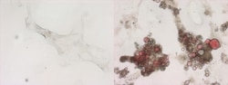 Abcam&nbsp;Oil Red O (Lipid Stain) Solution