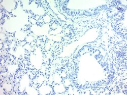 Abcam&nbsp;Hemato x ylin Solution (Mayer's, Modified), 125ML