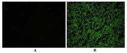 Abcam Caspase 1 (active) Staining Kit   Green Fluorescence