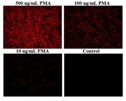 Abcam Mitochondrial Hydroxyl Radical Detection Assay Kit