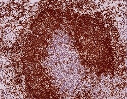 Abcam&nbsp;Goat Anti Rat IgG H&L (HRP polymer)