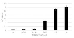 Abcam&nbsp;ROCK Activity Assay Kit