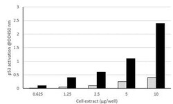 Abcam&nbsp;p53 Transcription Factor Assay Kit (Colorimetric)