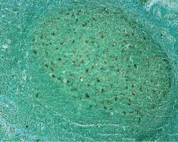 Abcam&nbsp;TUNEL Assay Kit   HRP DAB