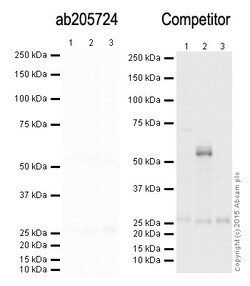 Abcam&nbsp;Donkey Anti Mouse IgG H&L (HRP)