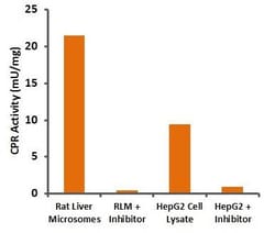 Abcam&nbsp;Cytochrome P450 Reductase Activity Assay Kit (Colorimetric)