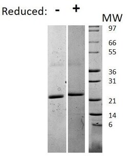 Abcam Recombinant mouse IL-6 protein, 1MG