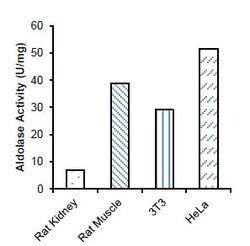 Abcam&nbsp;Aldolase Activity Assay Kit (Colorimetric)