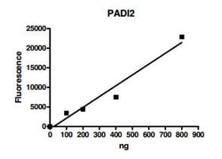 Abcam&nbsp;Recombinant human PADI2 / PAD2 protein, 10UG