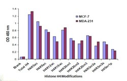 Abcam Histone H4 Modification Multiplex Assay Kit (Colorimetric)