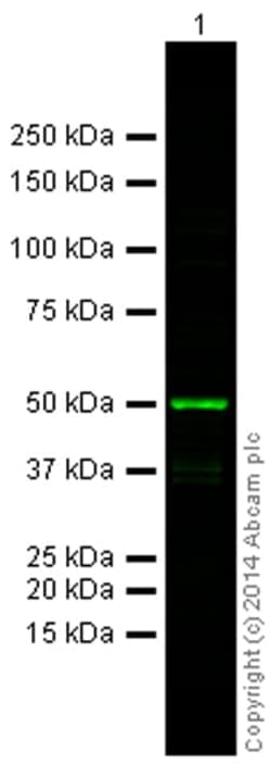 Abcam&nbsp;Goat Anti-Mouse IgG H&L Alexa Fluor 790 preadsorbed