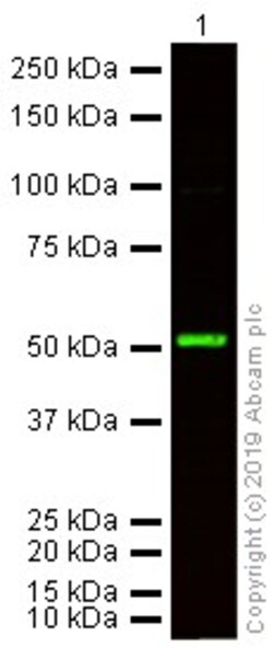 Abcam&nbsp;Donkey Anti-Rabbit IgG H&L Alexa Fluor 790 preadsorbed