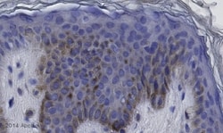 Abcam Goat Anti-Mouse IgG H&L Alkaline phosphatase preadsorbed, Quantity: