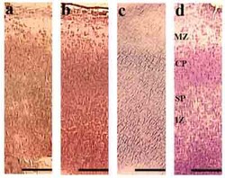 Abcam&nbsp;Donkey Anti-Goat IgG H&L Biotin