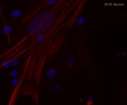 Abcam&nbsp;Goat Anti-Mouse IgG H&L Texas Red