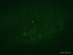 Abcam Donkey Anti-Chicken IgY H&L FITC, Quantity: Each of 1