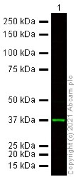 Abcam&nbsp;Donkey Anti-Goat IgG H&L Alexa Fluor 790