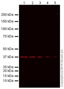 Abcam&nbsp;Donkey Anti-Goat IgG H&L Alexa Fluor 680
