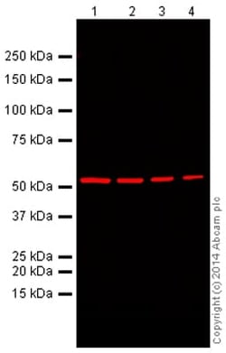 Abcam&nbsp;Donkey Anti-Mouse IgG H&L Alexa Fluor 680