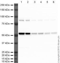 Abcam&nbsp;Rabbit Anti Rat Igg Hl Hrp AB102172-1MG