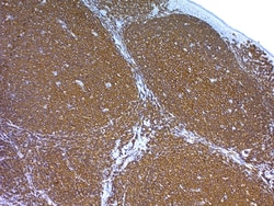 Abcam&nbsp;Antigen Retrieval Buffer (100 x  Tris Buffer, pH 10.0), 250ML