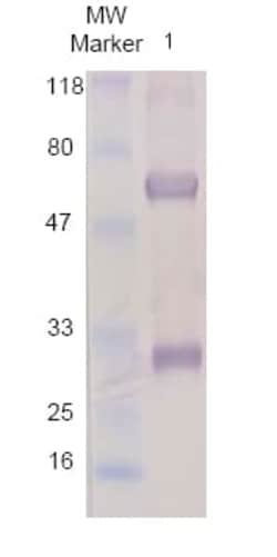 Abcam&nbsp;Chicken Anti-Goat IgG H&L