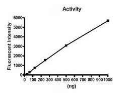 Abcam&nbsp;Recombinant human Prolyl Endopeptidase protein, 20UG