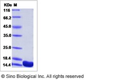Sino Biological Recombinant Mouse FKBP12 Protein (His Tag), Quantity: Each