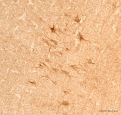 Abcam&nbsp;Donkey Anti-Rabbit IgG H&L (Biotin)