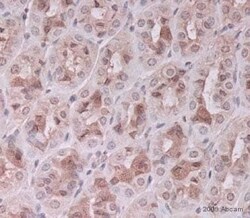 Abcam&nbsp;Rabbit Anti-Sheep IgG H&L (Biotin)